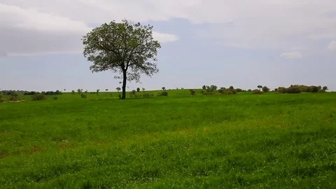 In the spring of agriculture Stock Footage 82538765