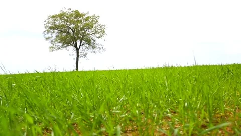 In the spring of agriculture Stock Footage 82538877