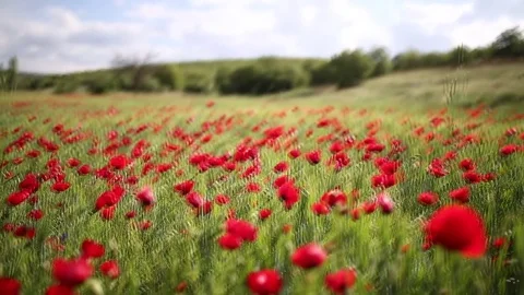 In the spring of agriculture Vidéo 82539098