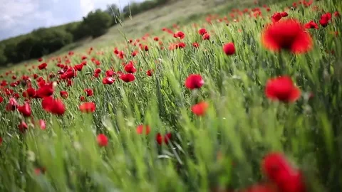 In the spring of agriculture Stock Footage 82539233