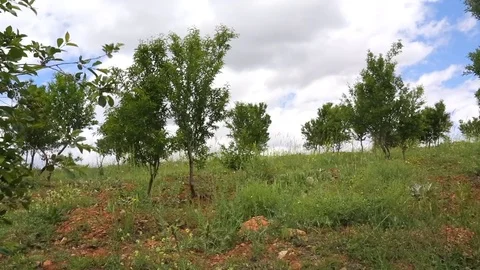 In the spring of agriculture Stock Footage 82539586