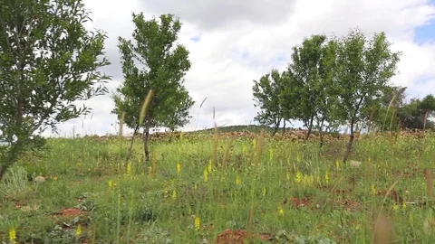 In the spring of agriculture Stock Footage 82539615