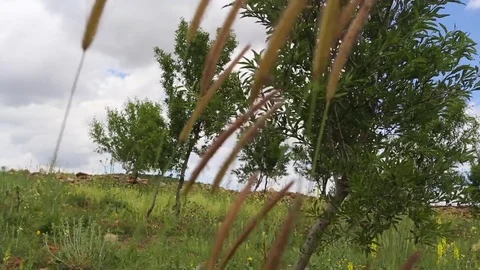 In the spring of agriculture Stock Footage 82539714