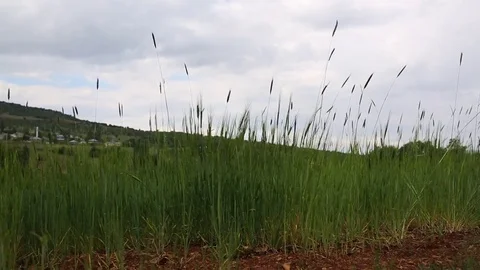 In the spring of agriculture Stock Footage 82540121