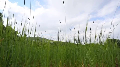 In the spring of agriculture Stock Footage 82540311
