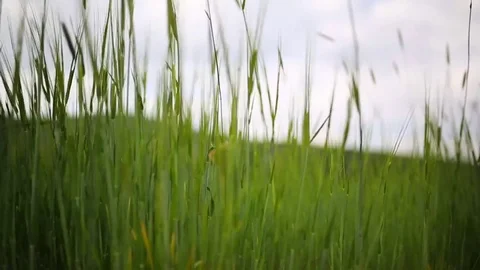 In the spring of agriculture Stock Footage 82540318