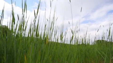 In the spring of agriculture Stock Footage 82540393