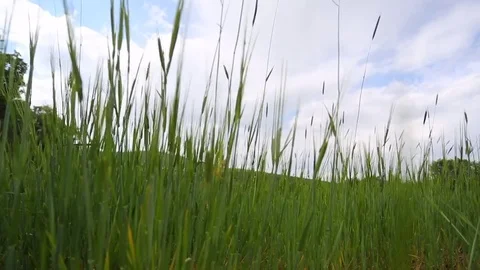 In the spring of agriculture Stock Footage 82540414