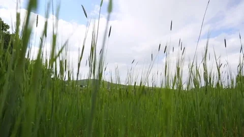 In the spring of agriculture Stock Footage 82540497