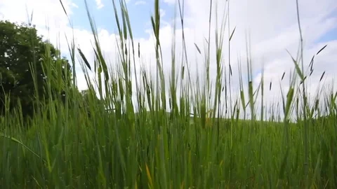 In the spring of agriculture Stock Footage 82540523