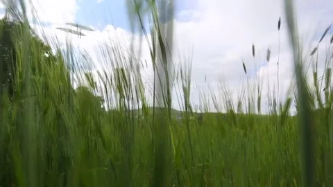 In the spring of agriculture Stock Footage 82540653