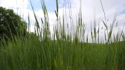 In the spring of agriculture Stock Footage 82540666