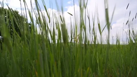 In the spring of agriculture Stock Footage 82540720