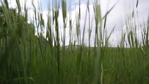 In the spring of agriculture Stock Footage 82540829