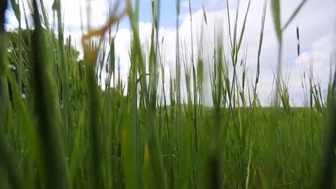 In the spring of agriculture Stock Footage 82540852