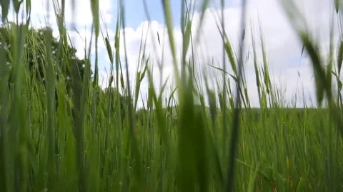 In the spring of agriculture Stock Footage 82540906