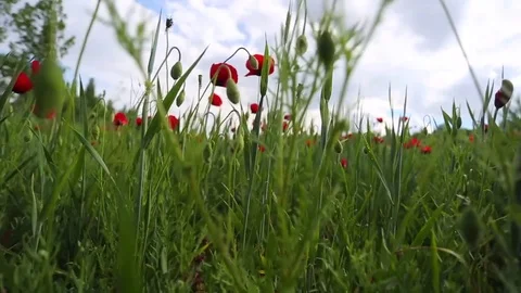 In the spring of agriculture Stock Footage 82541020