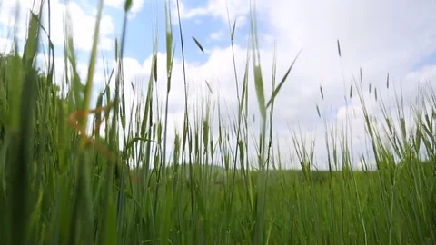 In the spring of agriculture Stock Footage 82541027