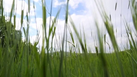 In the spring of agriculture Stock Footage 82541058