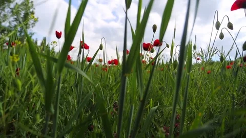 In the spring of agriculture Stock Footage 82541125