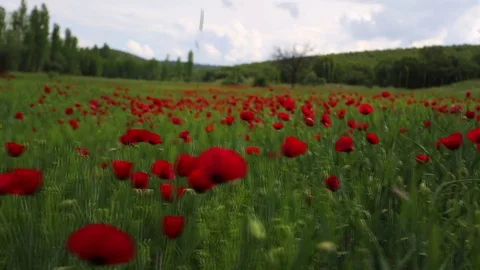 In the spring of agriculture Видео 82541154
