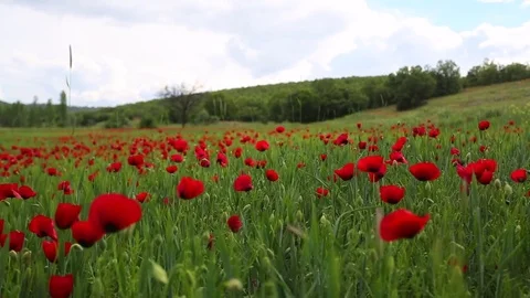 In the spring of agriculture Stock Footage 82541278