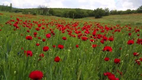 In the spring of agriculture Stock Footage 82541523