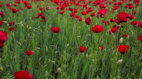 In the spring of agriculture 库存影片 82541642