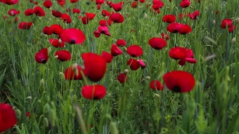 In the spring of agriculture Stock Footage 82541706
