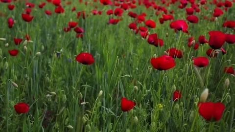 In the spring of agriculture Stock Footage 82541762