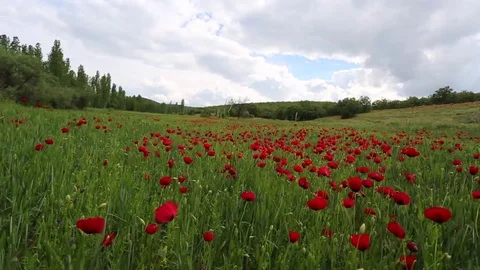 In the spring of agriculture Stockbeeldmateriaal 82541786
