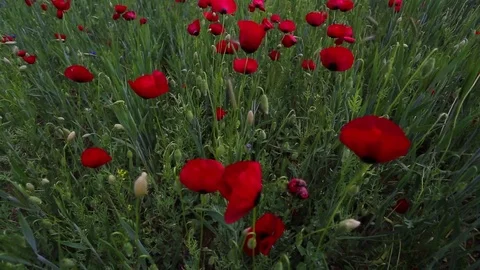 In the spring of agriculture Vidéo 82541846