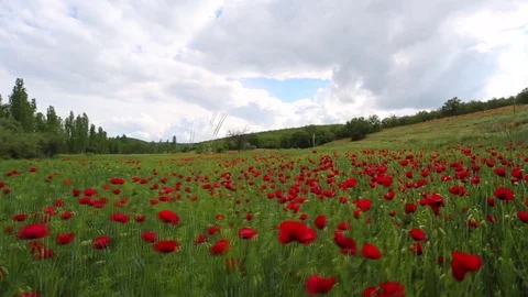 In the spring of agriculture Stock Footage 82541932