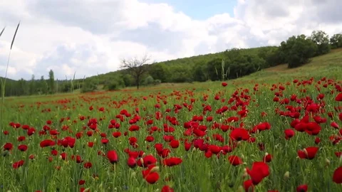 In the spring of agriculture Stock Footage 82542024