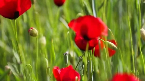 In the spring of agriculture Vídeo Stock 82542551