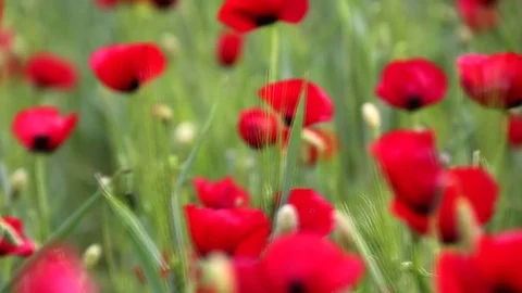 In the spring of agriculture Stock Footage 82543180