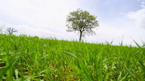 In the spring of agriculture Stock Footage 82543759