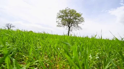 In the spring of agriculture Stock Footage 82543832