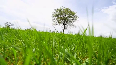 In the spring of agriculture Stock Footage 82543835