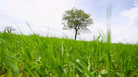 In the spring of agriculture Stock Footage 82543870