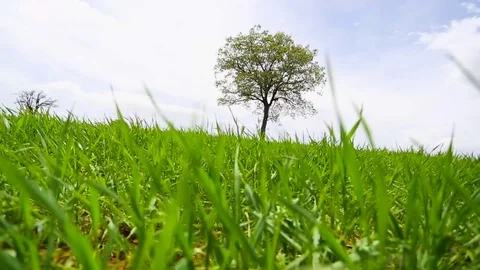 In the spring of agriculture Video stock 82543901