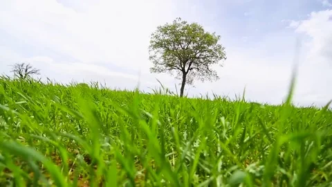 In the spring of agriculture Stock Footage 82543946