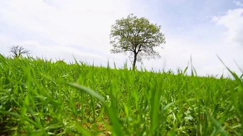 In the spring of agriculture Stock Footage 82543950