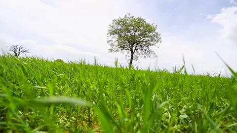 In the spring of agriculture Stock Footage 82543966