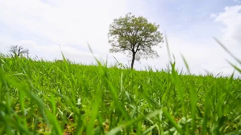 In the spring of agriculture Video stock 82543977