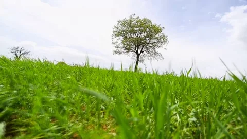 In the spring of agriculture Stock Footage 82543978