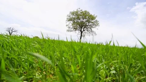 In the spring of agriculture Stock Footage 82543994