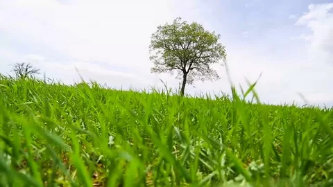 In the spring of agriculture Video stock 82543997