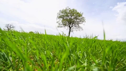In the spring of agriculture Stock Footage 82544013