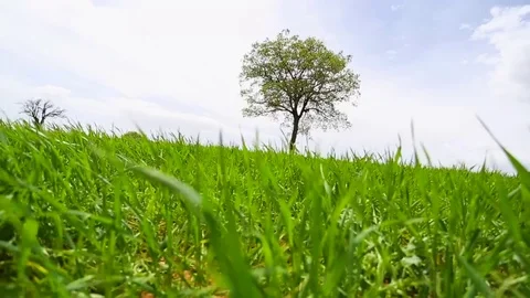 In the spring of agriculture Stock Footage 82544021